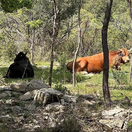 Mas Orchis Cazevieille