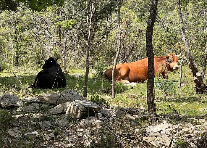 Mas Orchis Cazevieille